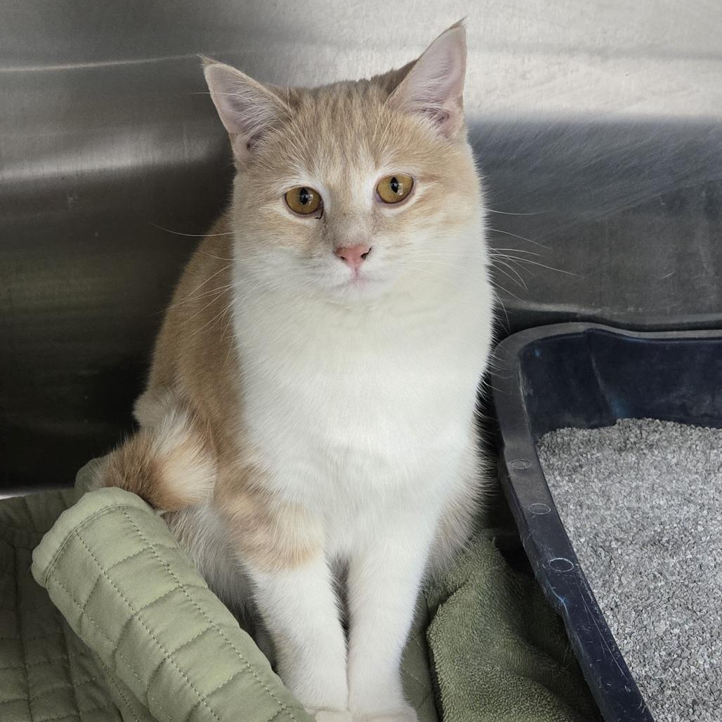 Asia 26-025, Adoptable, Young Female Domestic Short Hair.