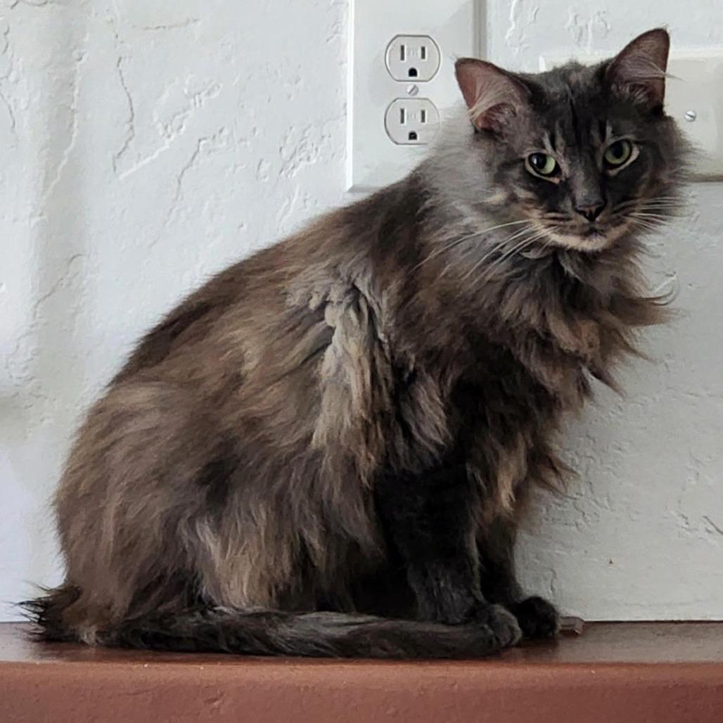 Gouda — thumbnail 2