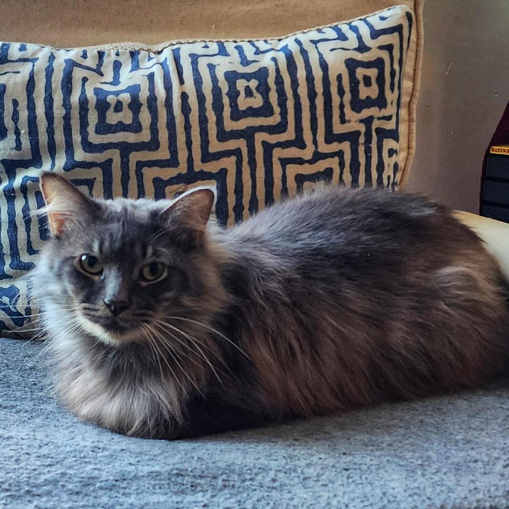 Gouda — thumbnail 3