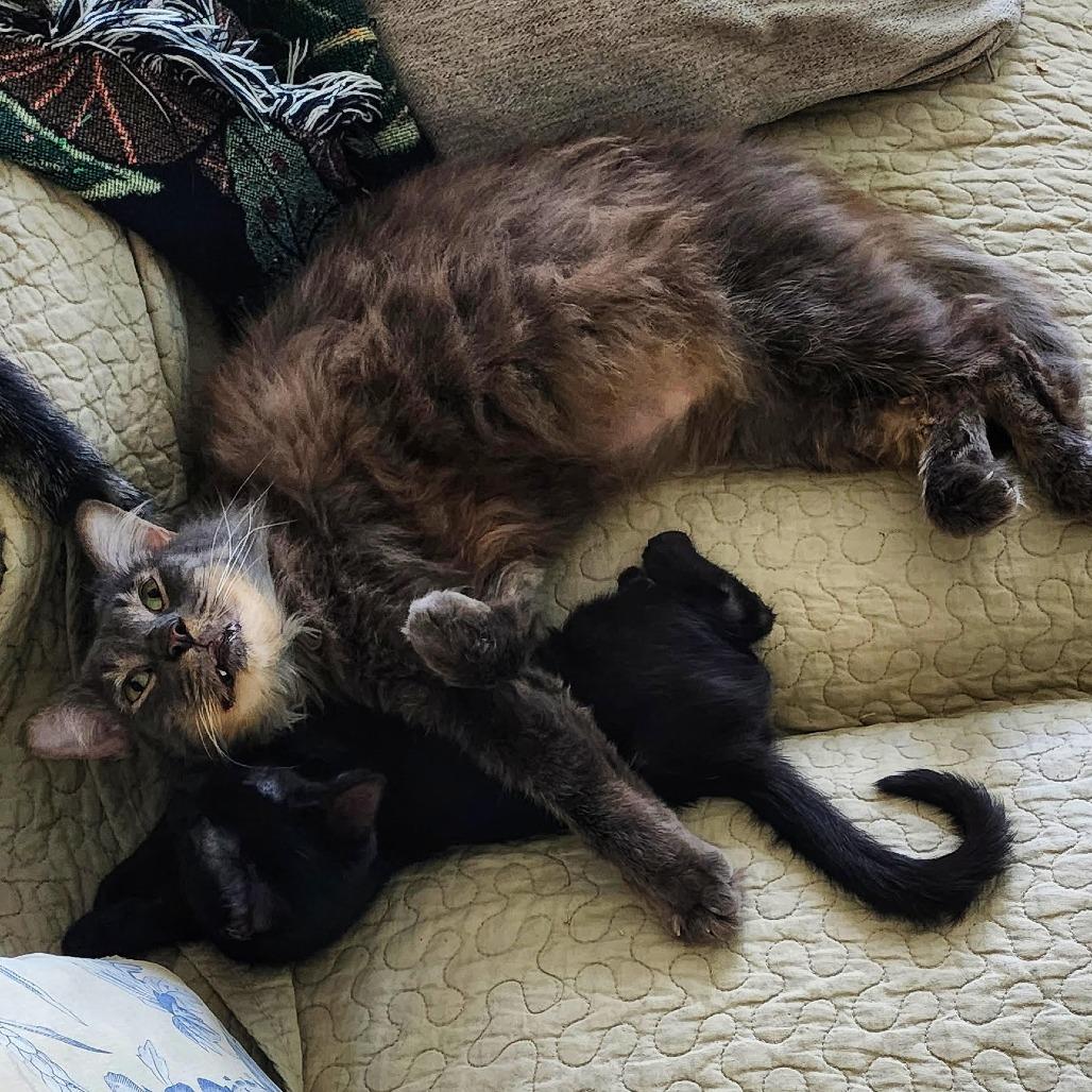 Gouda — thumbnail 4