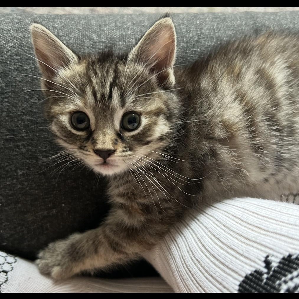 Snowy, Stormy, and Rainy, an adopted mixed breed in New york, NY image 5/5