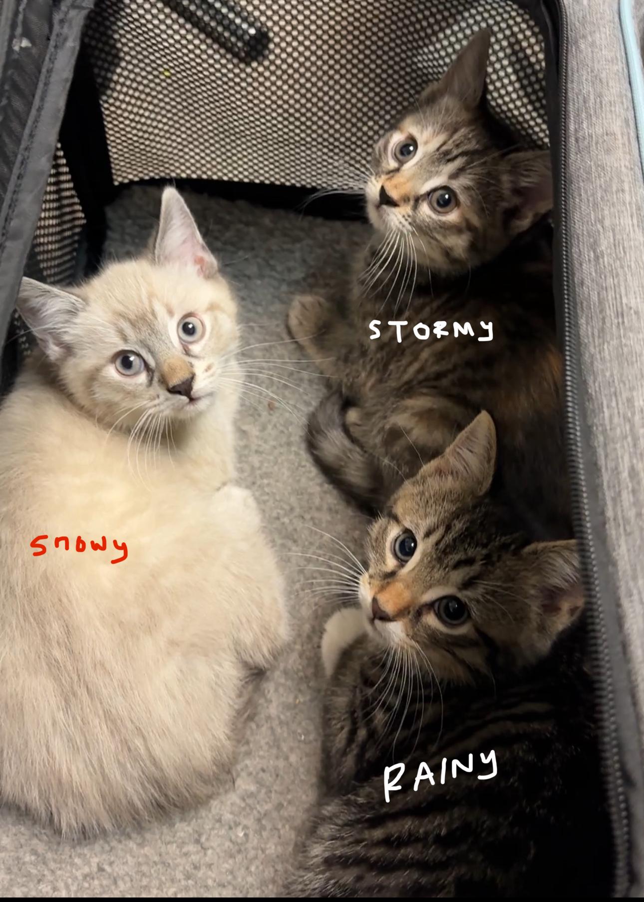 Snowy, Stormy, and Rainy, adopted, Kitten Female Domestic Short Hair & Siamese.