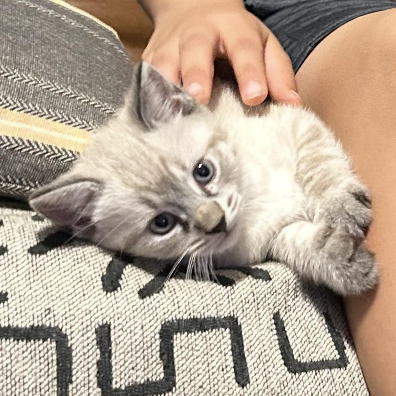 Snowy, Stormy, and Rainy, an adopted mixed breed in New york, NY image 3/5