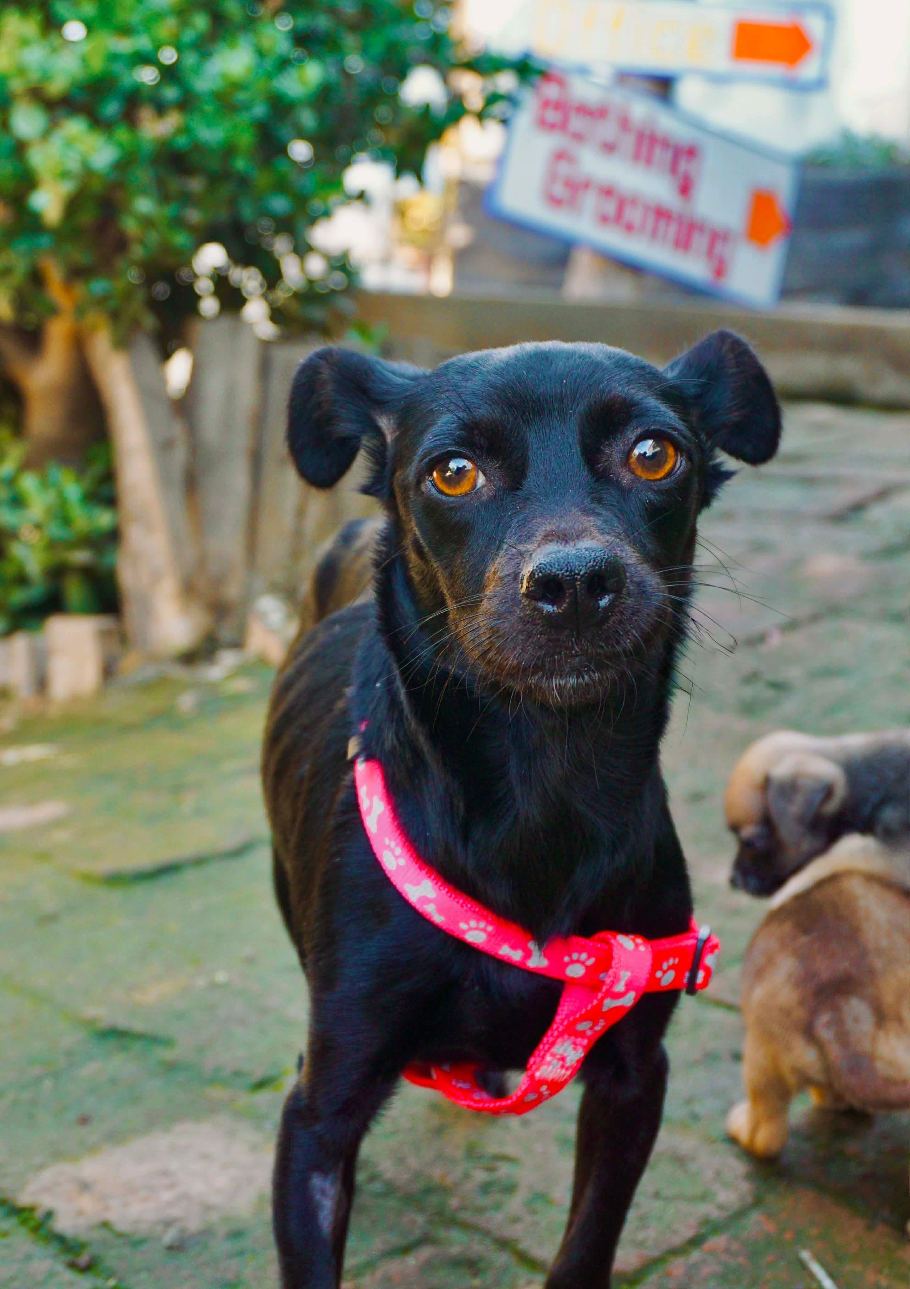 Enlarge Barista, a Adoptable mixed breed in San Diego, CA image 2/2
