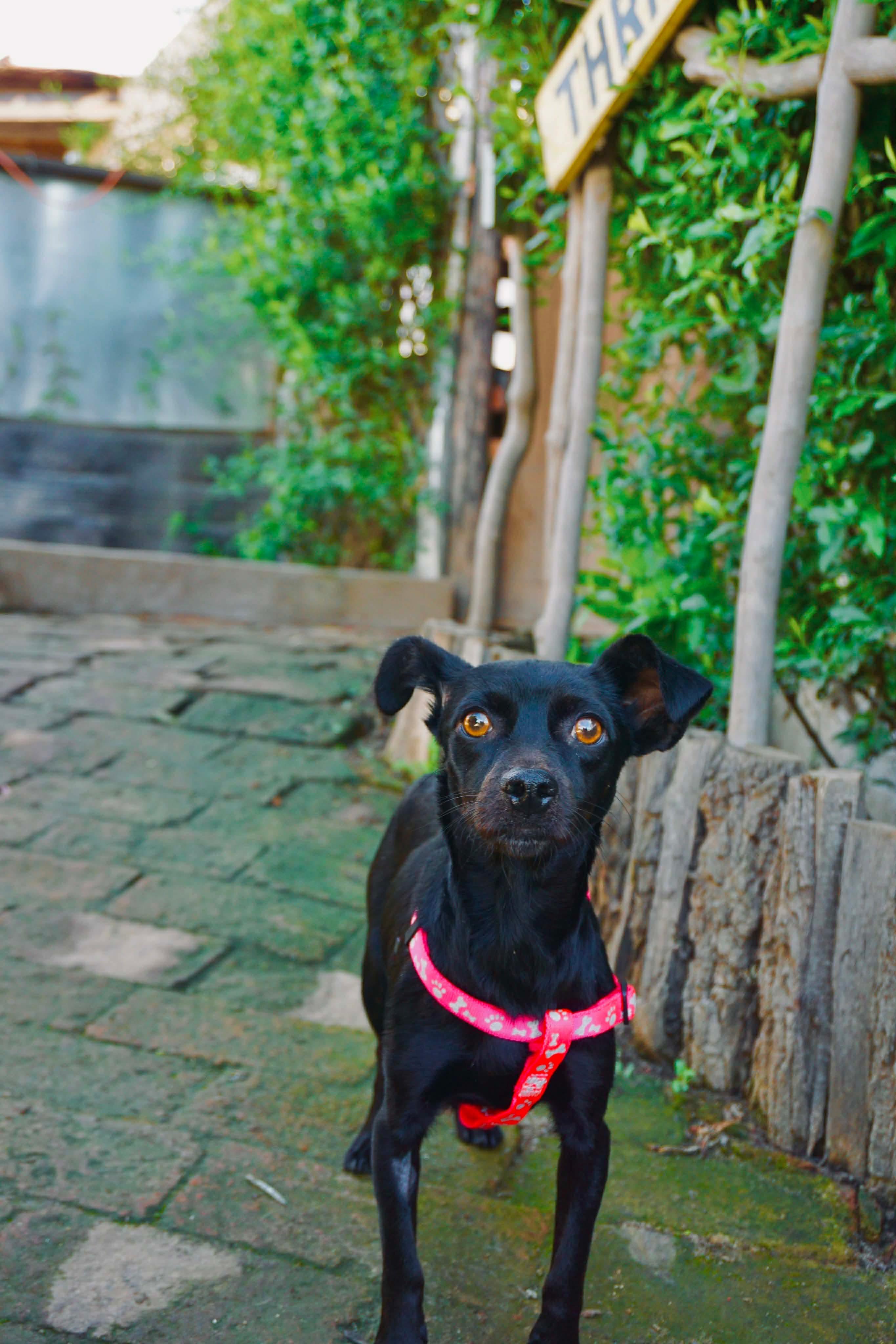 Barista, Adoptable, Adult Female Chihuahua & Boston Terrier.
