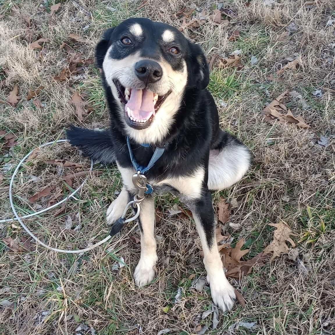 Enlarge Nola, a Adoptable mixed breed in Durham, NC image 2/3