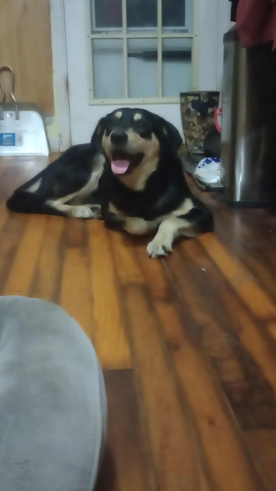 Enlarge Nola, a Adoptable mixed breed in Durham, NC image 1/3