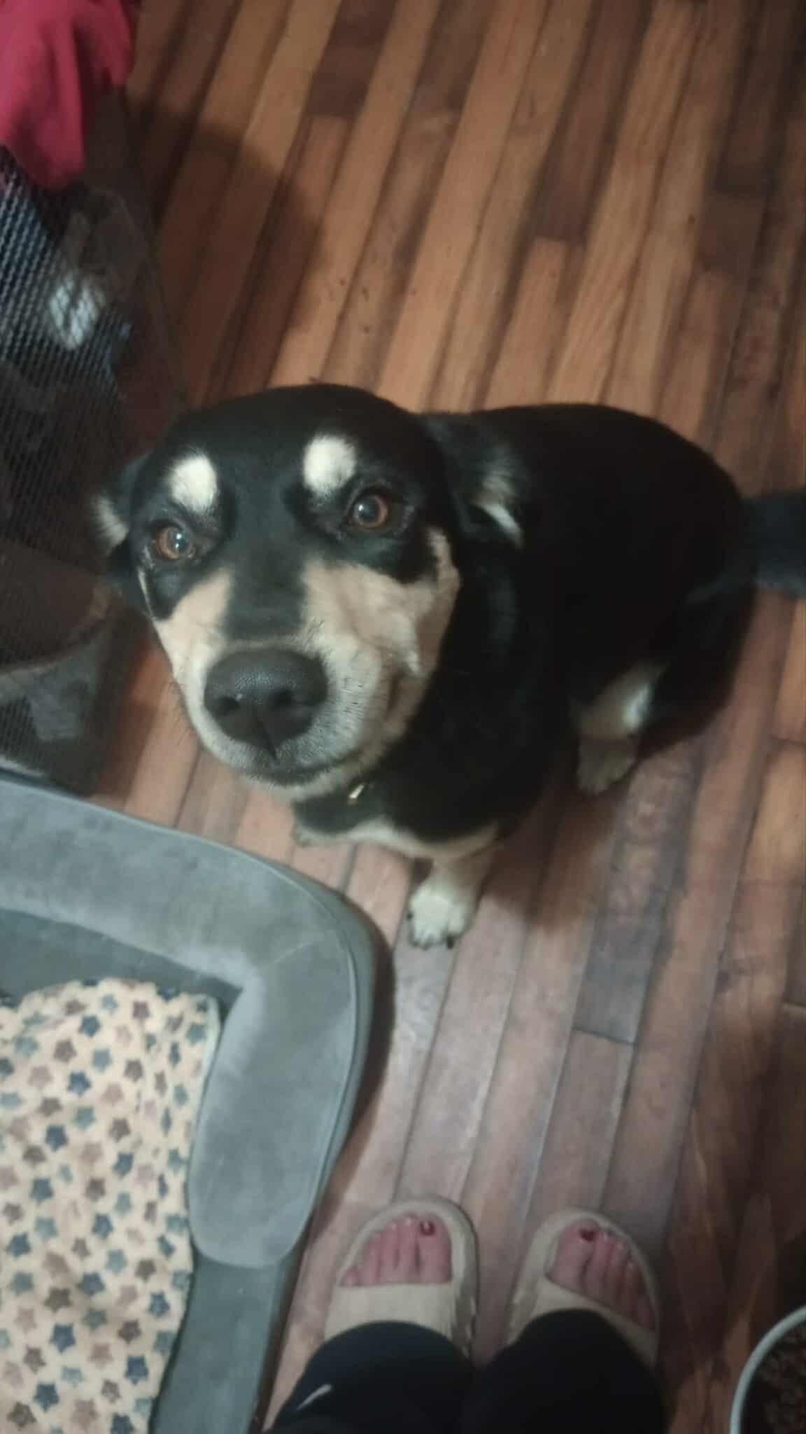 Enlarge Nola, a Adoptable mixed breed in Durham, NC image 2/3