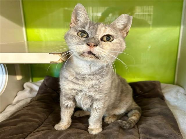 CANICAS (MARBLES), Adoptable, Senior Female Domestic Short Hair.