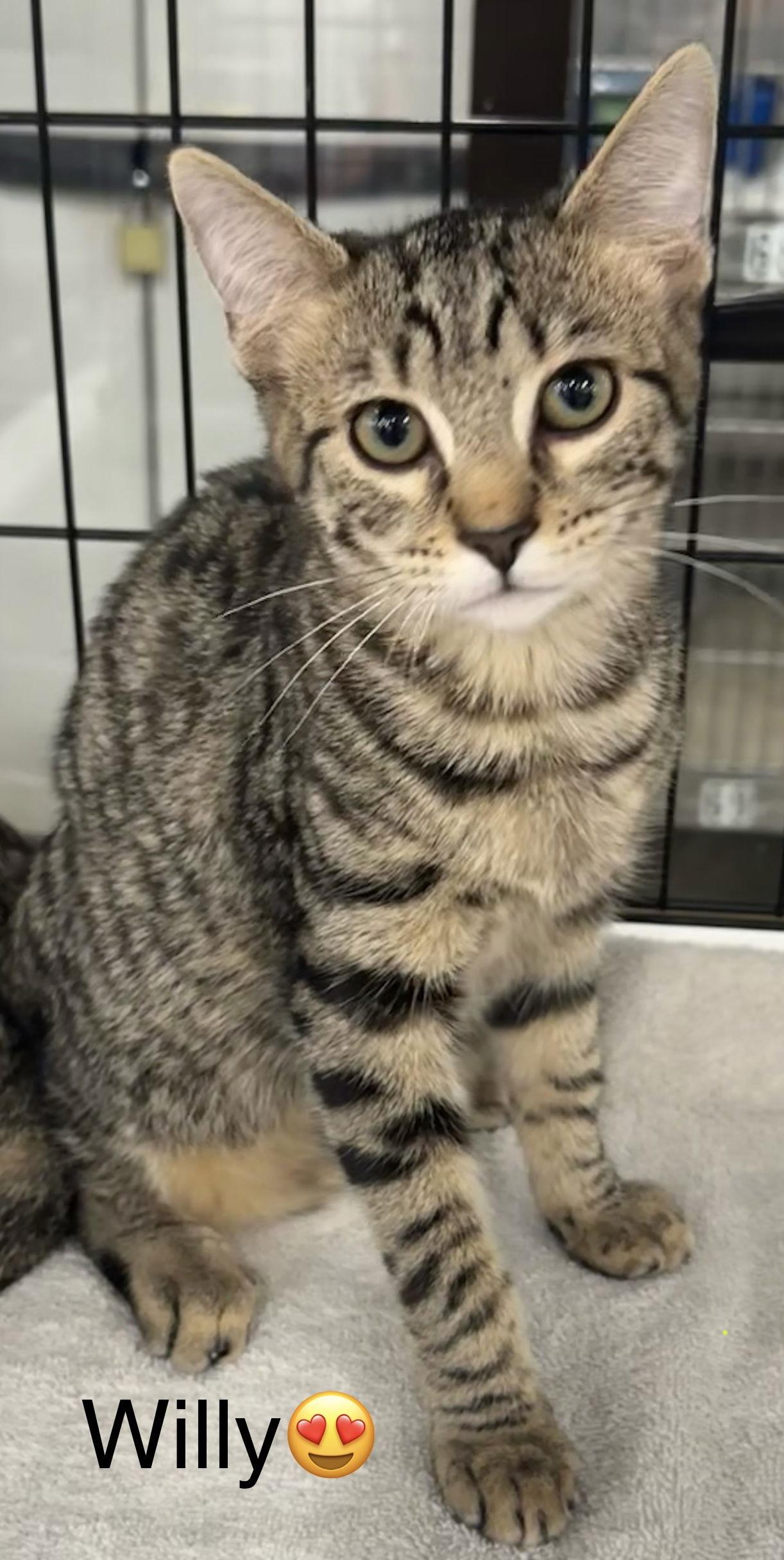 Willy, Adoptable, Kitten Male Domestic Short Hair.