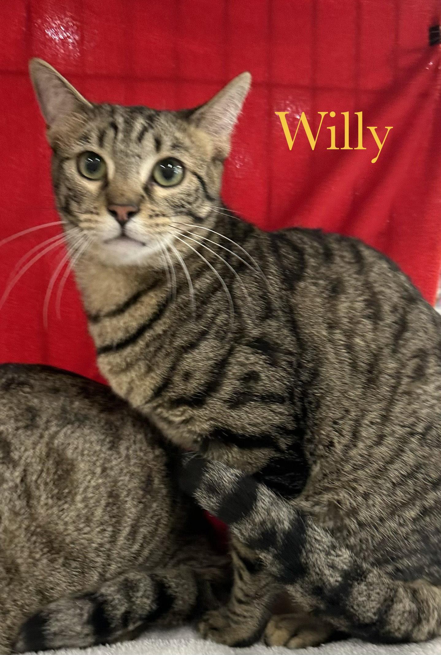 Enlarge Willy, a Adoptable Domestic Short Hair in Longwood, FL image 2/3