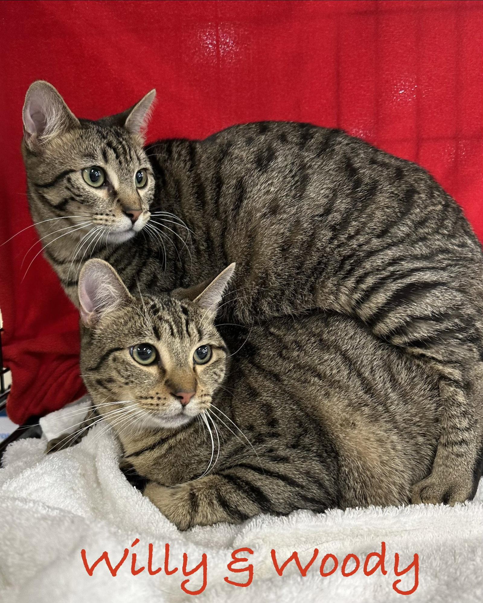 Enlarge Willy, a Adoptable Domestic Short Hair in Longwood, FL image 3/3