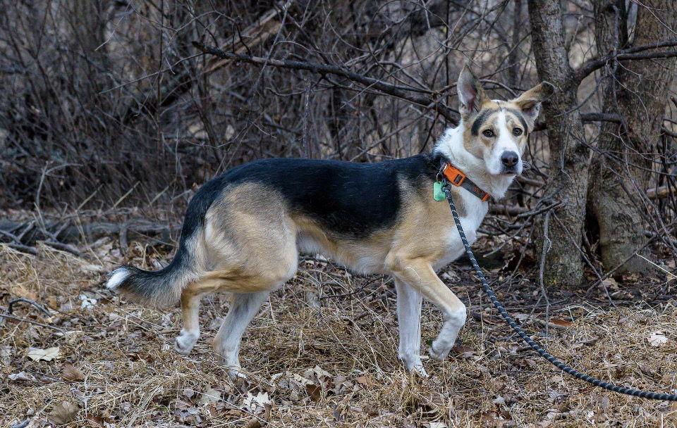 Royal, Adoptable, Adult Male Collie & Shepherd.