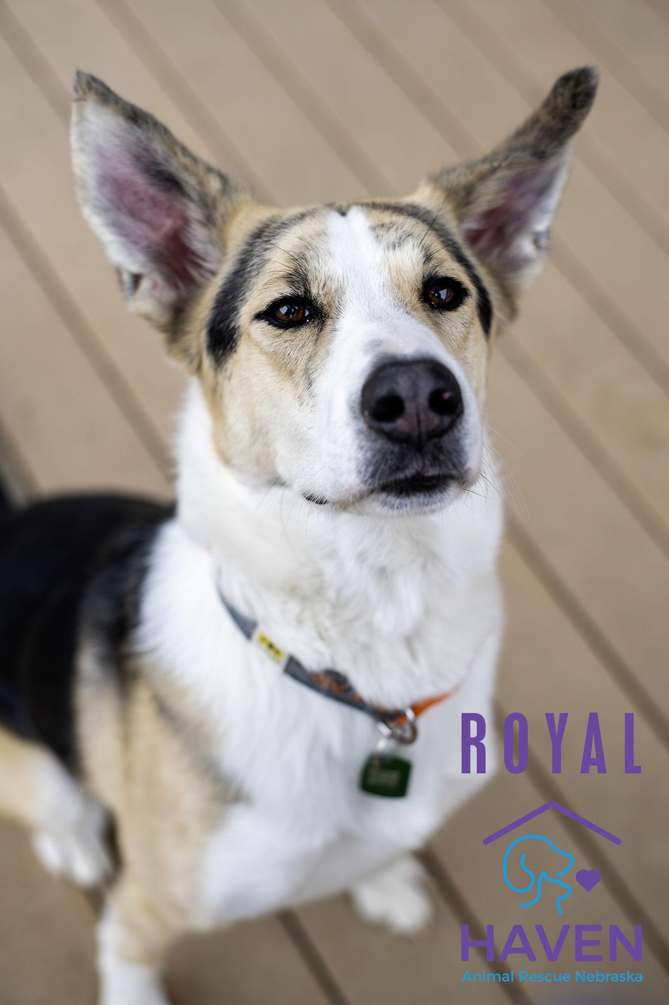 Royal, a Adoptable mixed breed in Omaha, NE image 1/3
