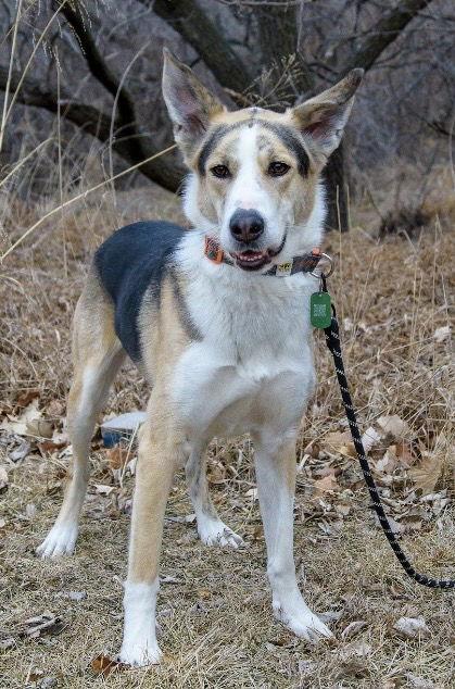 Enlarge Royal, a Adoptable mixed breed in Omaha, NE image 2/3