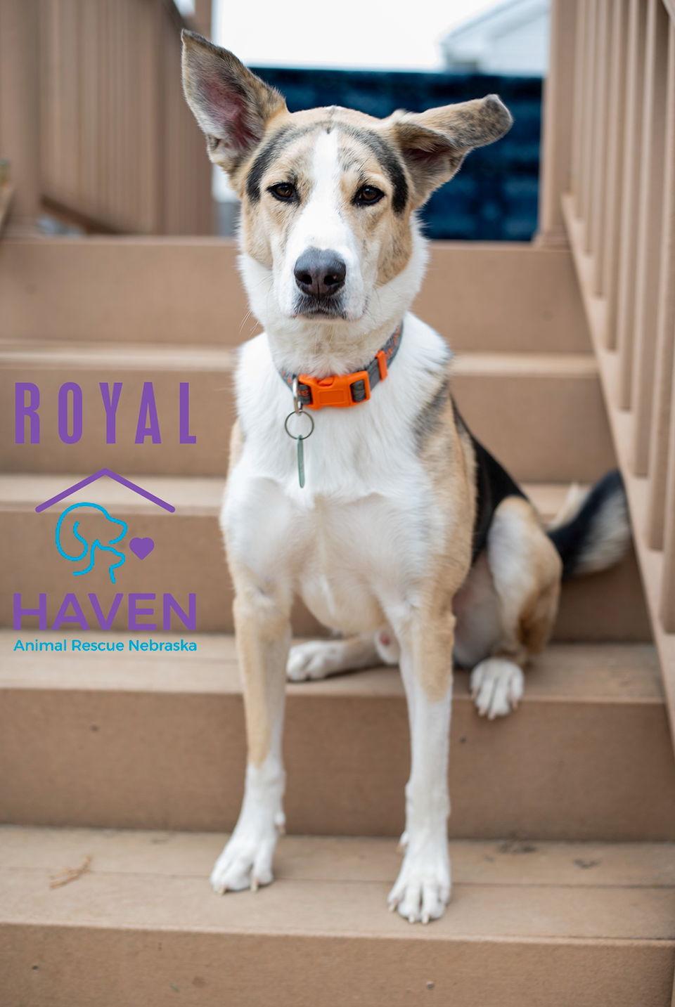 Royal, a Adoptable mixed breed in Omaha, NE image 2/3