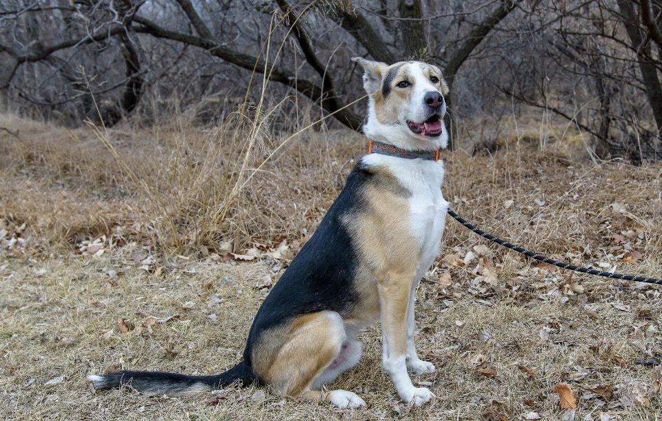 Enlarge Royal, a Adoptable mixed breed in Omaha, NE image 3/3
