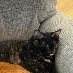 Enlarge Sophie, a Adoptable Domestic Short Hair in Las Vegas, NV image 1/1