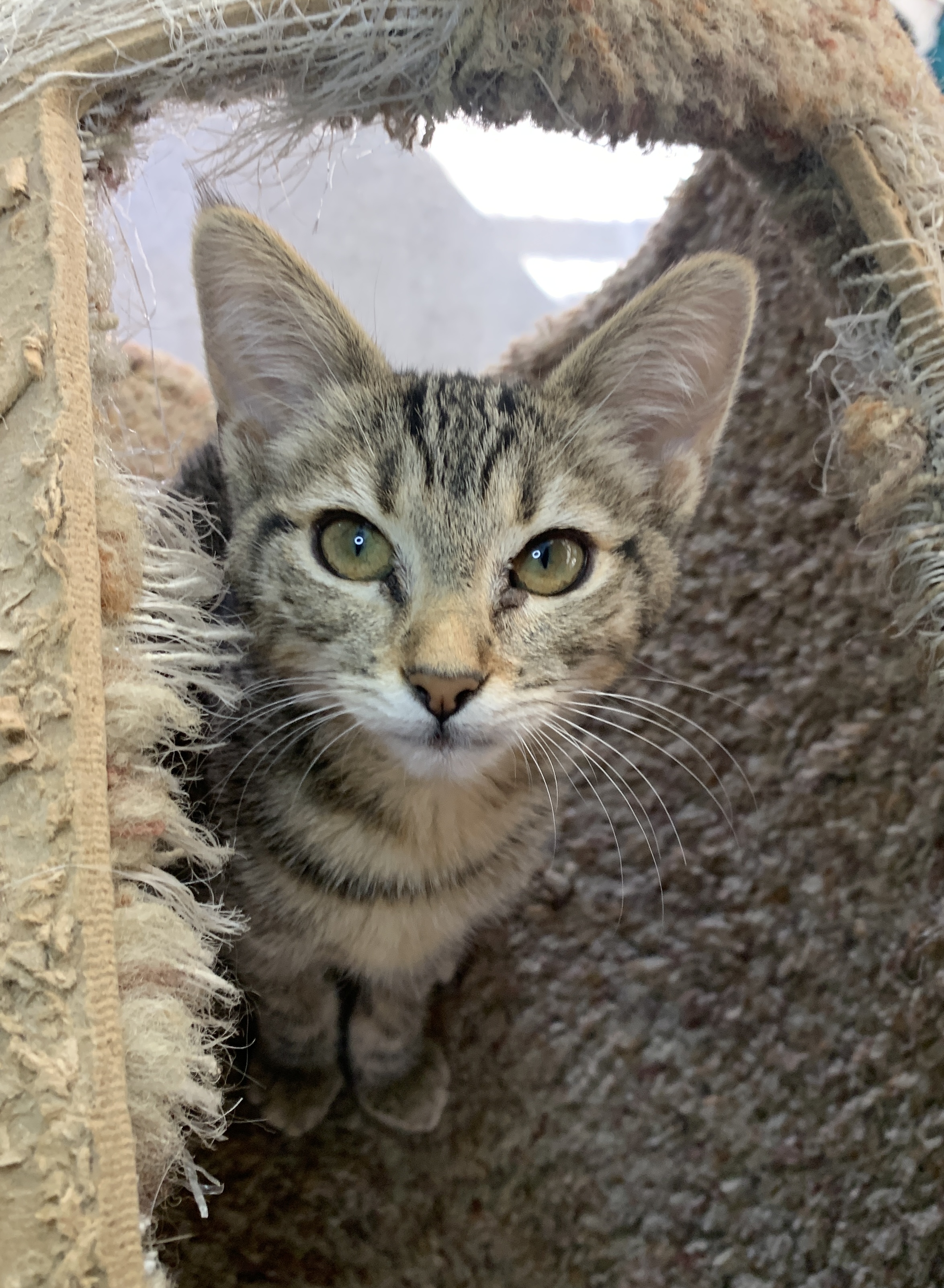 Enlarge Lancelot, a Adopted mixed breed in El Sobrante, CA image 5/6
