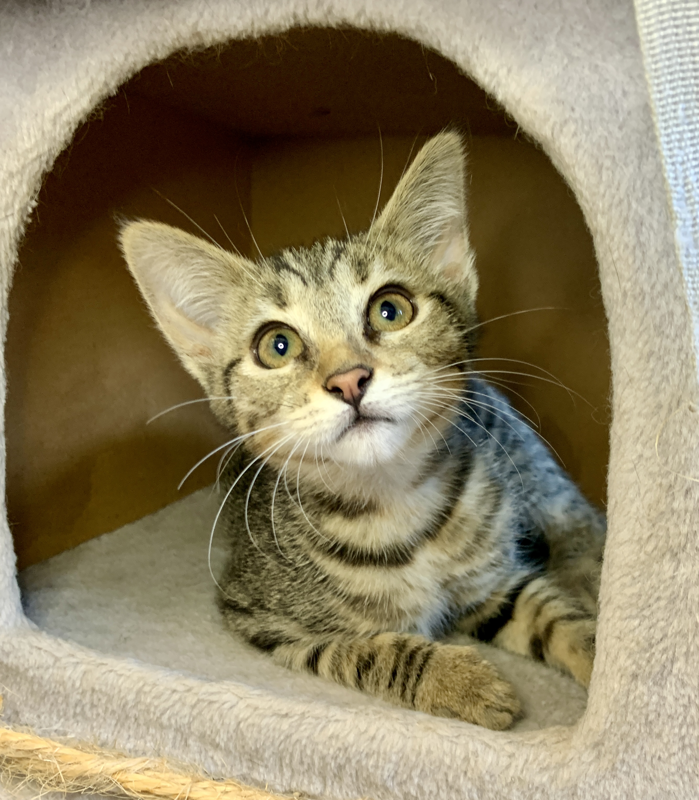 Enlarge Lancelot, a Adopted mixed breed in El Sobrante, CA image 6/6
