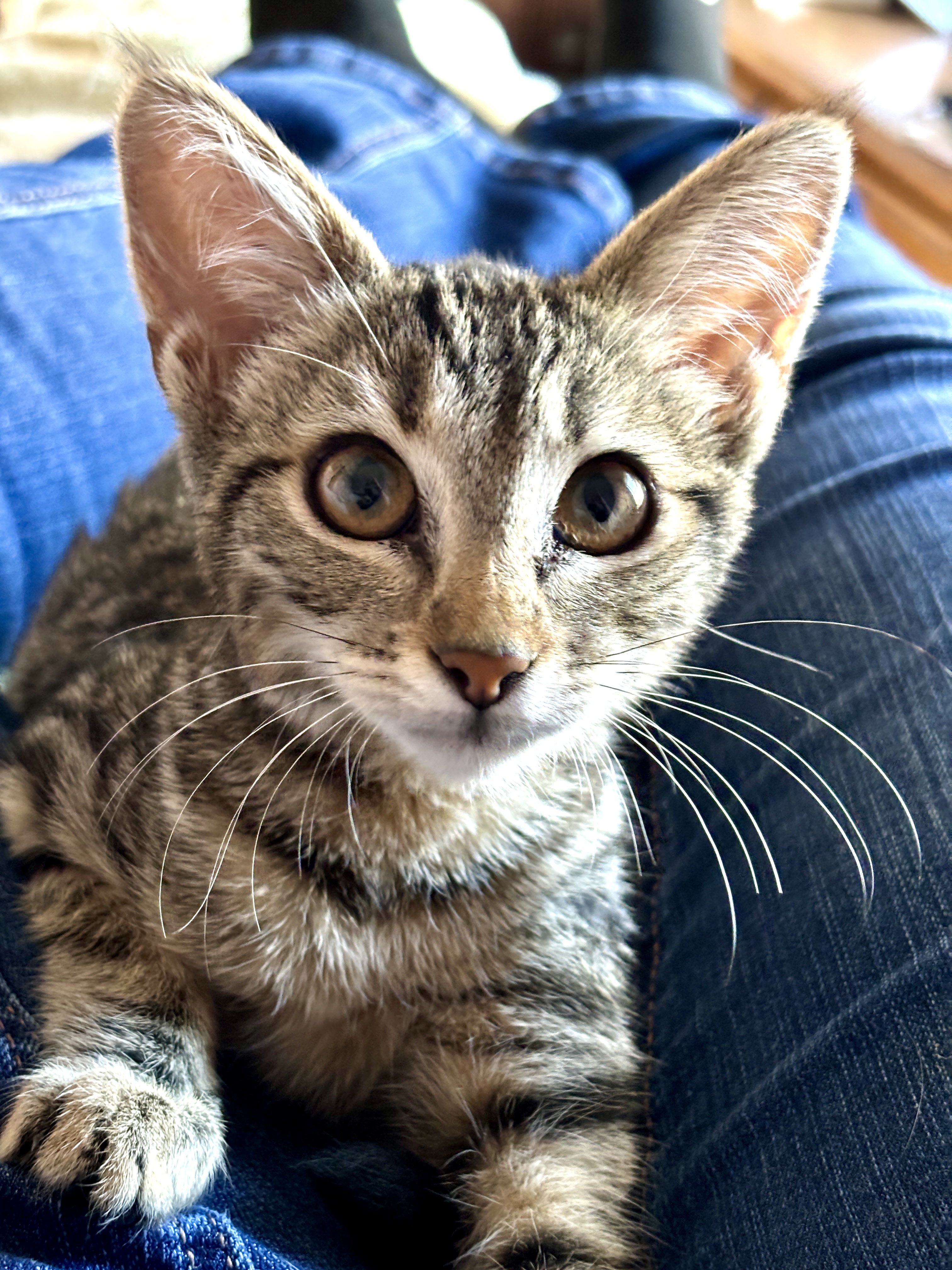 Enlarge Lancelot, a Adopted mixed breed in El Sobrante, CA image 1/6