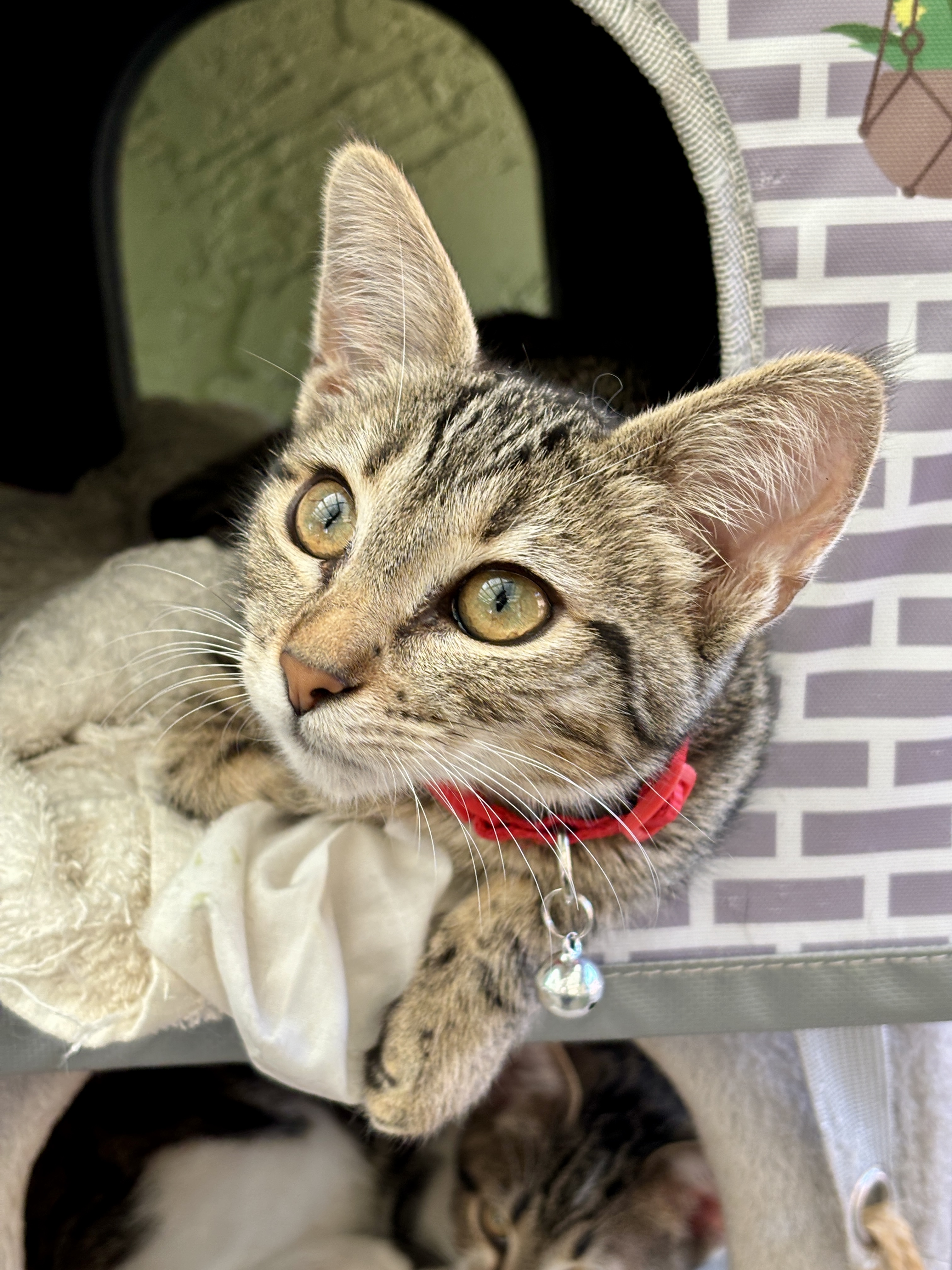 Enlarge Lancelot, a Adopted mixed breed in El Sobrante, CA image 4/6