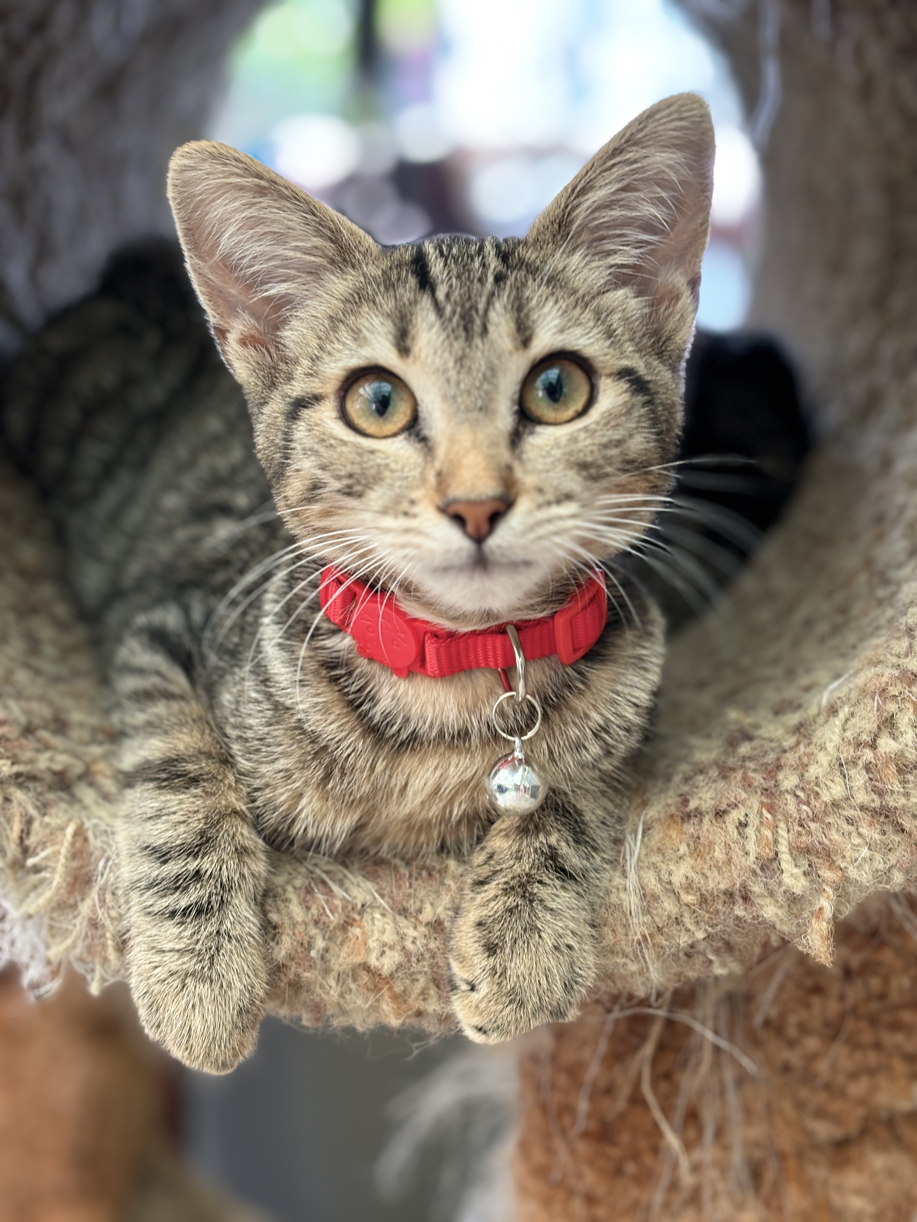 Enlarge Lancelot, a Adopted mixed breed in El Sobrante, CA image 2/6