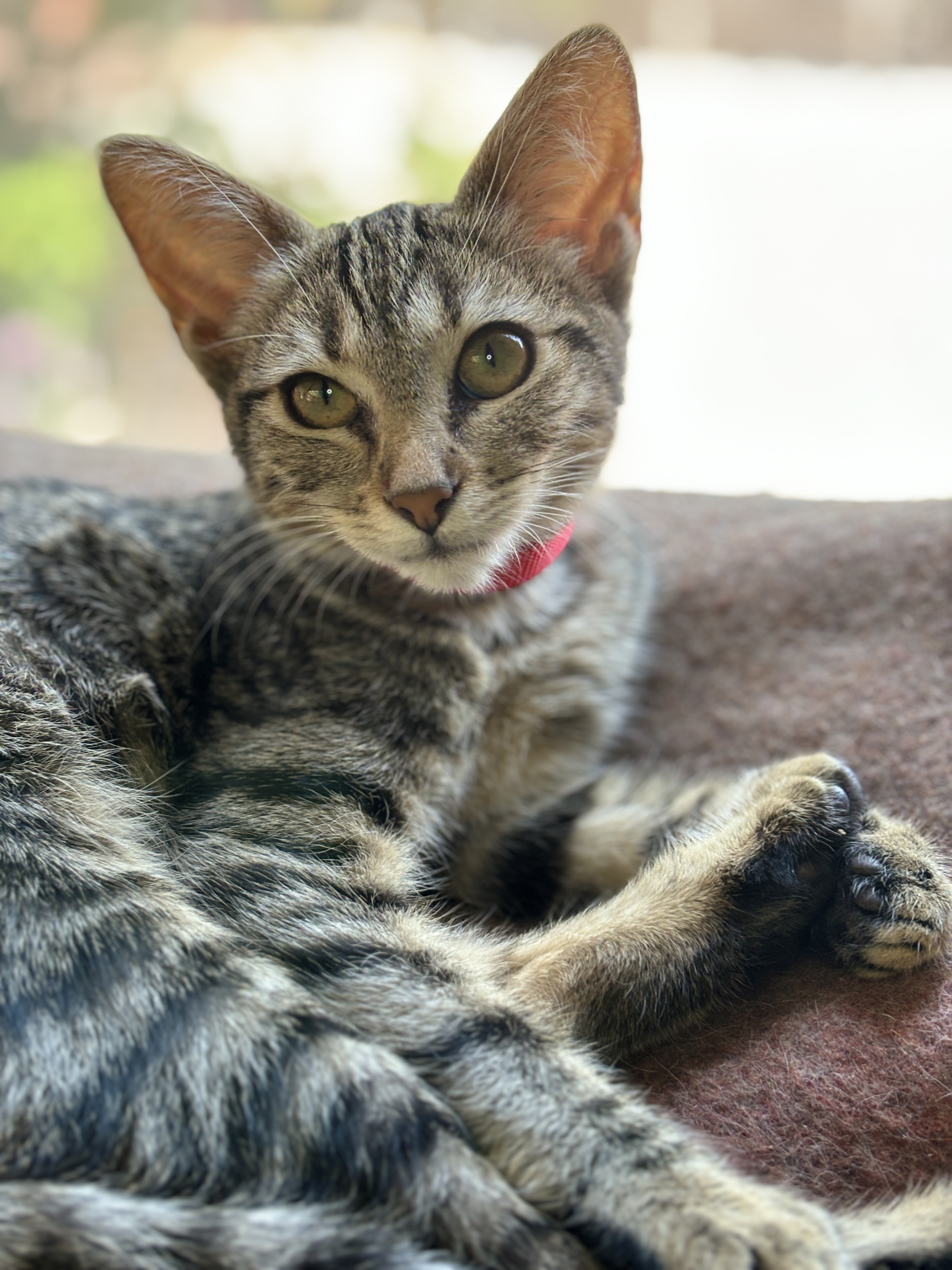 Enlarge Lancelot, a Adopted mixed breed in El Sobrante, CA image 3/6