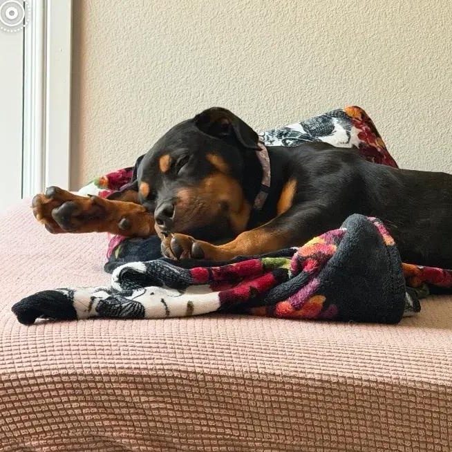 Enlarge Hope, an adopted Rottweiler in Polk, OH image 4/5