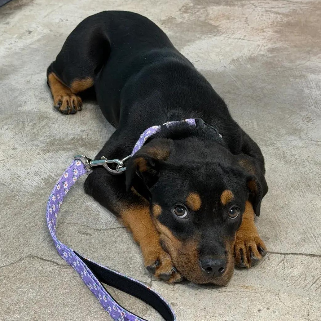 Enlarge Hope, an adopted Rottweiler in Polk, OH image 2/5