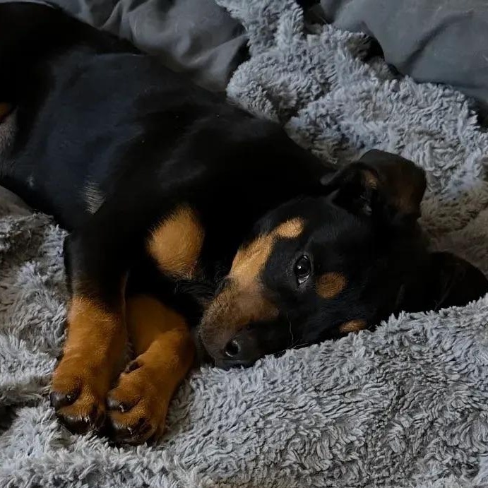 Enlarge Hope, an adopted Rottweiler in Polk, OH image 1/5