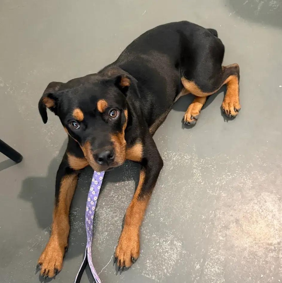 Enlarge Hope, an adopted Rottweiler in Polk, OH image 3/5