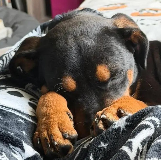Enlarge Hope, an adopted Rottweiler in Polk, OH image 5/5