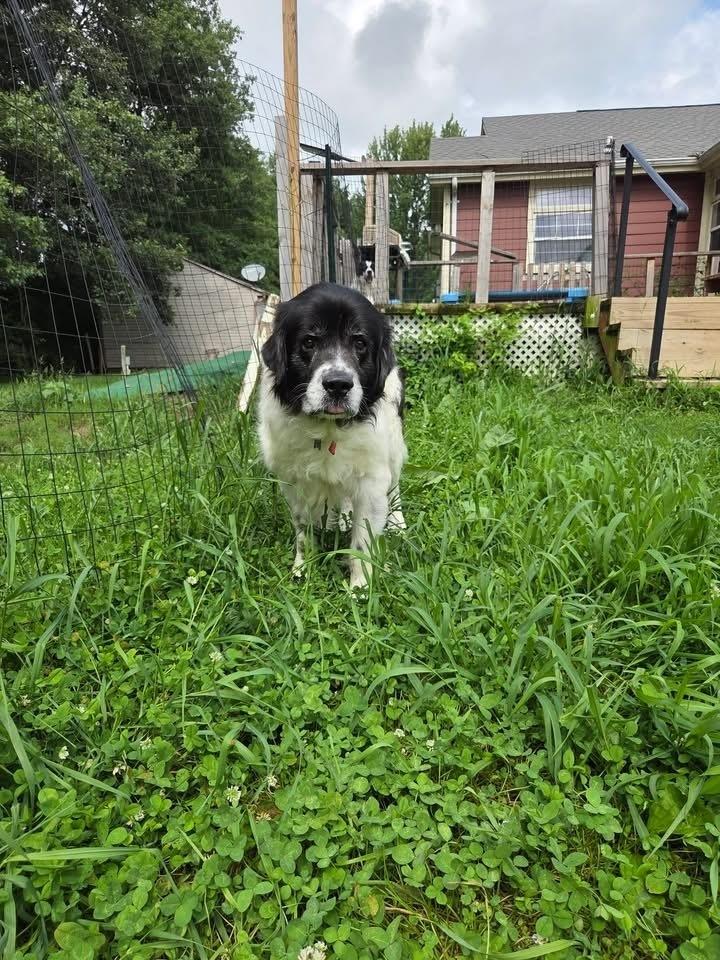 Enlarge Clooney, a Adoptable mixed breed in Columbus, OH image 1/6