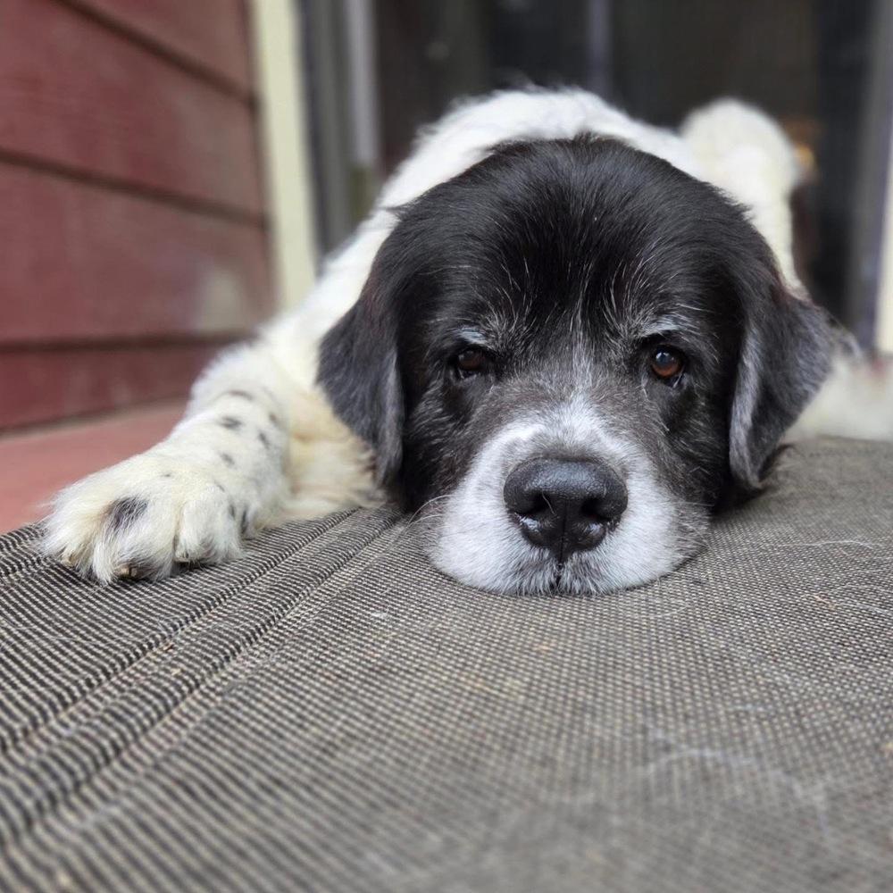 Enlarge Clooney, a Adoptable mixed breed in Columbus, OH image 2/6
