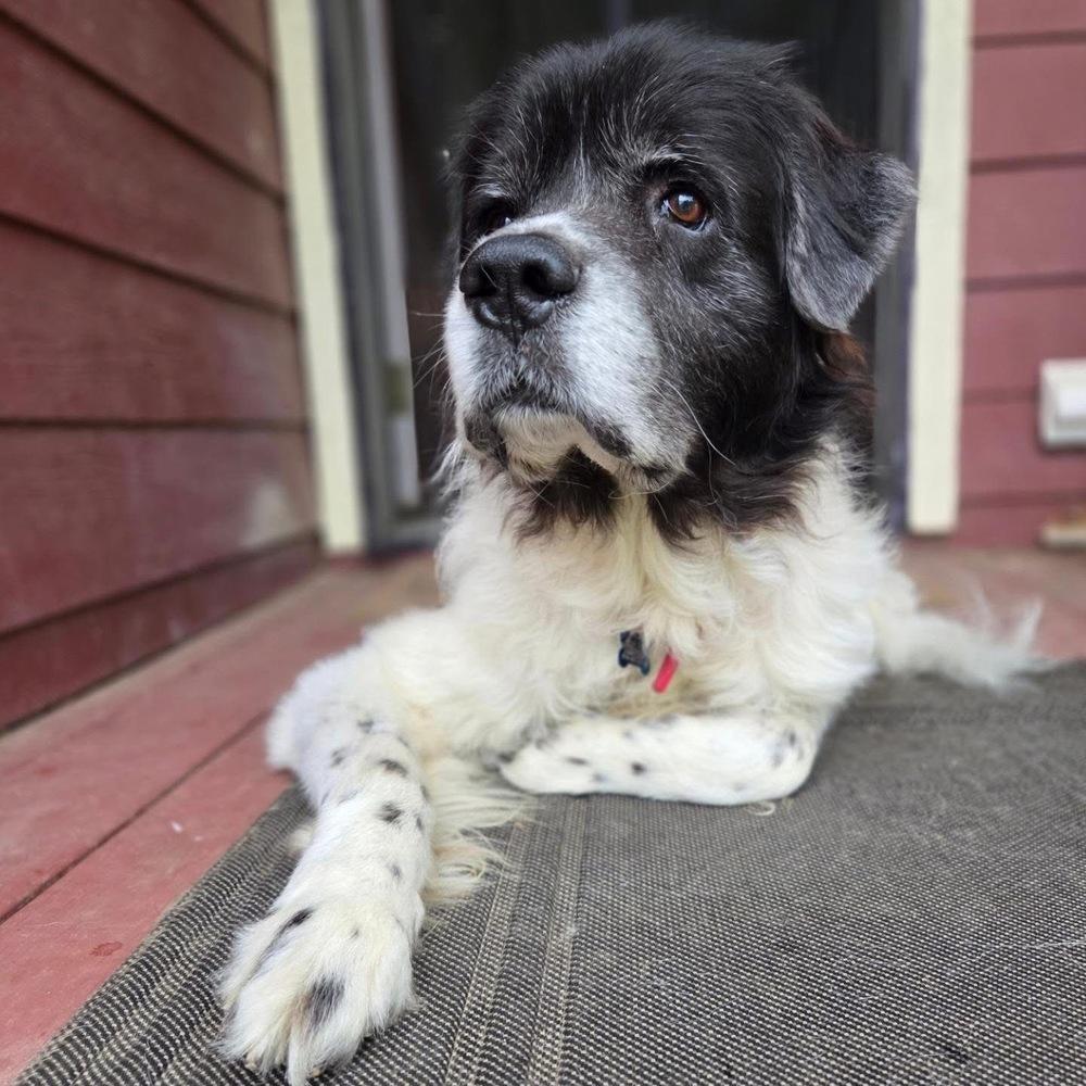 Enlarge Clooney, a Adoptable mixed breed in Columbus, OH image 3/6
