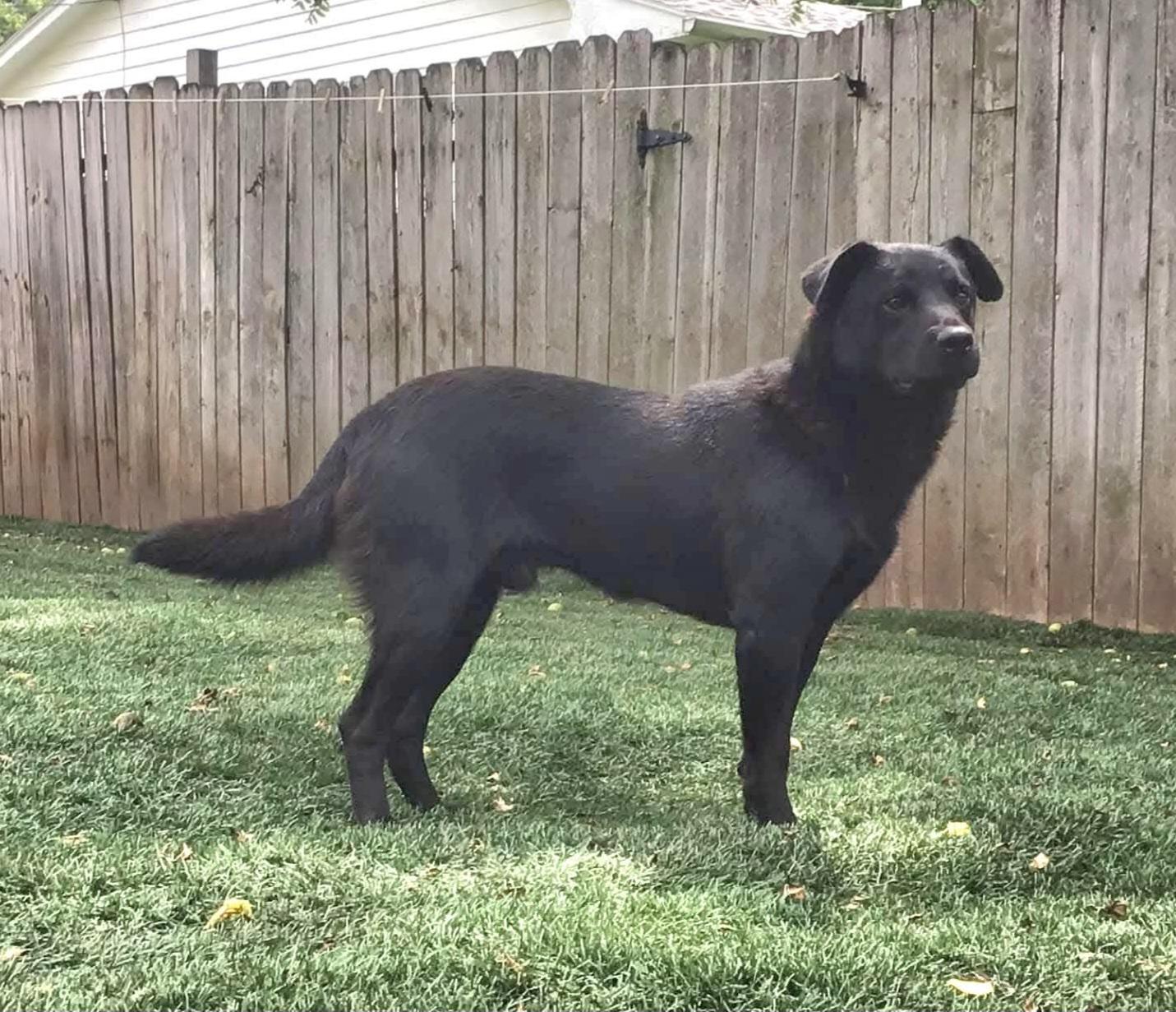 Enzo