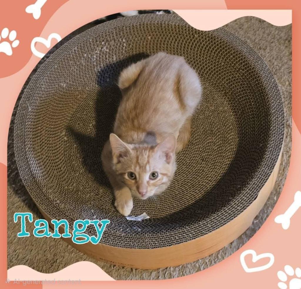 Tangy, Adoptable, Kitten Male Domestic Short Hair.