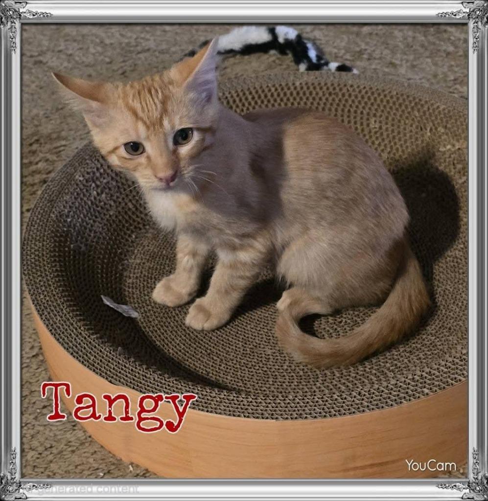 Enlarge Tangy, a Adoptable mixed breed in Miami, OK image 2/3