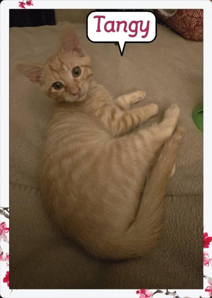 Enlarge Tangy, a Adoptable mixed breed in Miami, OK image 3/3
