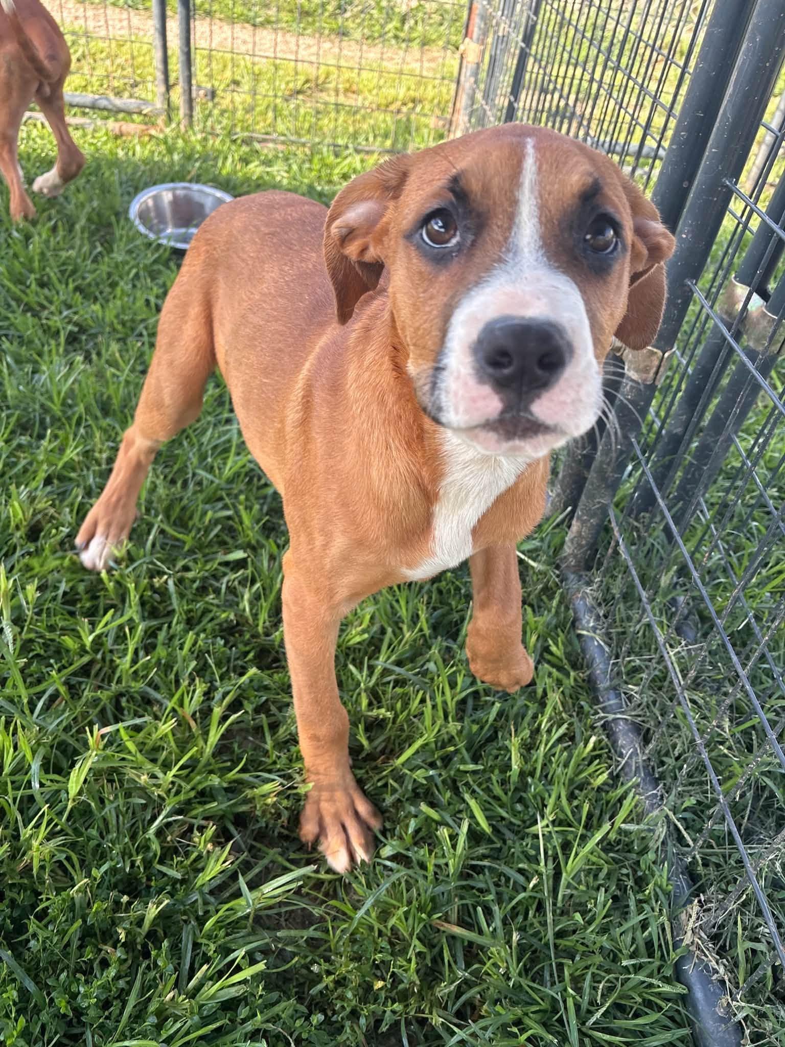 Enlarge Duncan, an adopted mixed breed in Munfordville, KY image 1/1