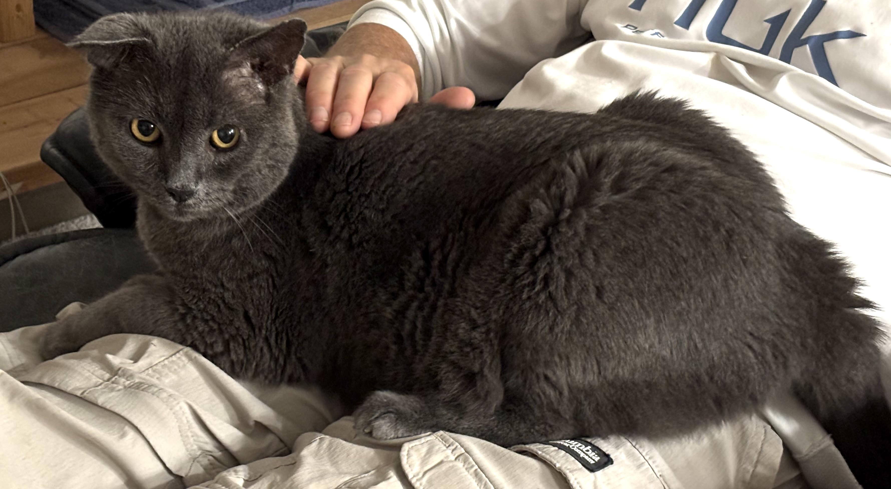 Wally would like a home... and a lap to call "his" for christmas!, a Adoptable Domestic Short Hair in Palm Coast, FL image 4/6