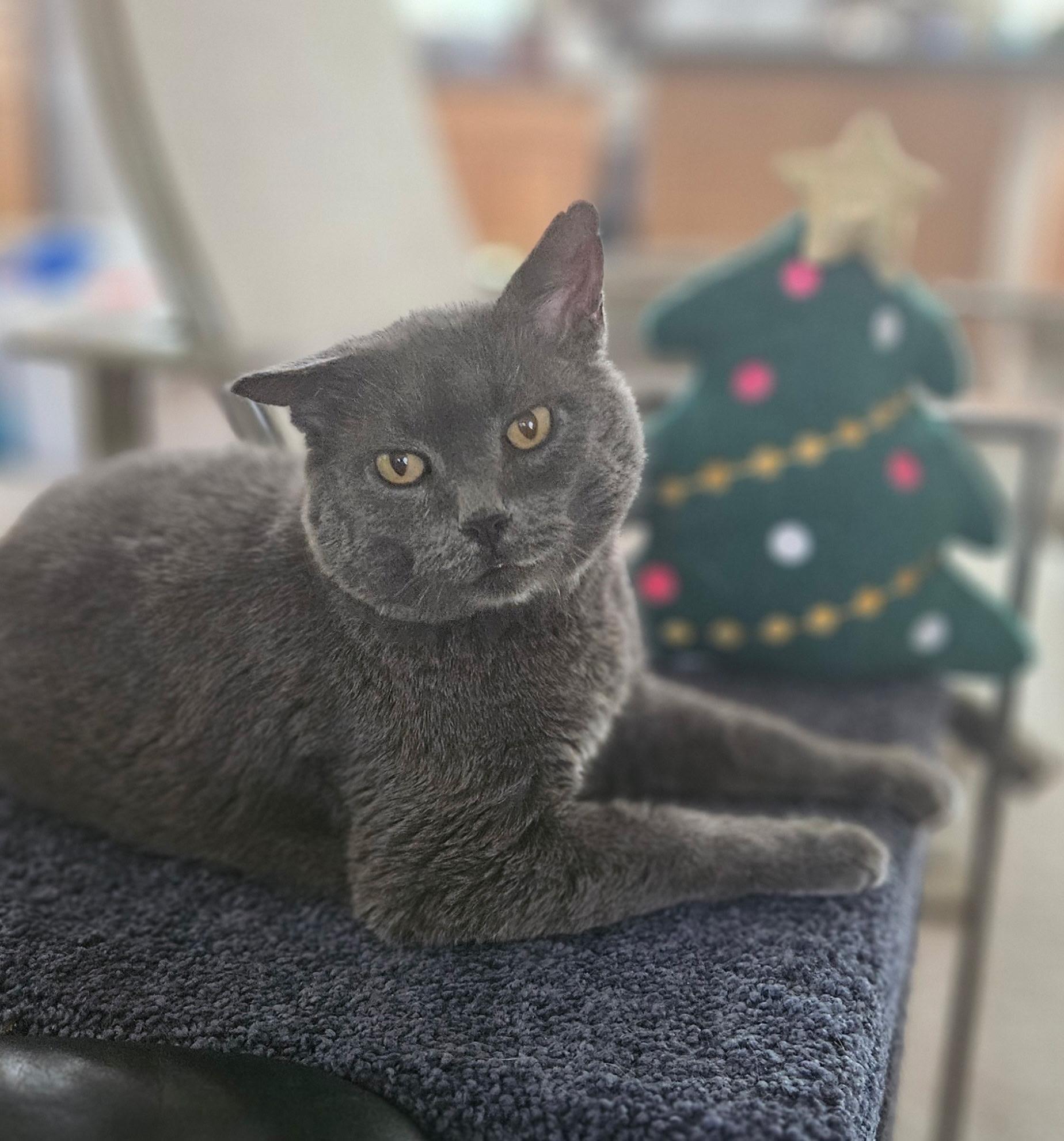 Wally would like a home... and a lap to call "his" for christmas!, a Adoptable Domestic Short Hair in Palm Coast, FL image 1/6