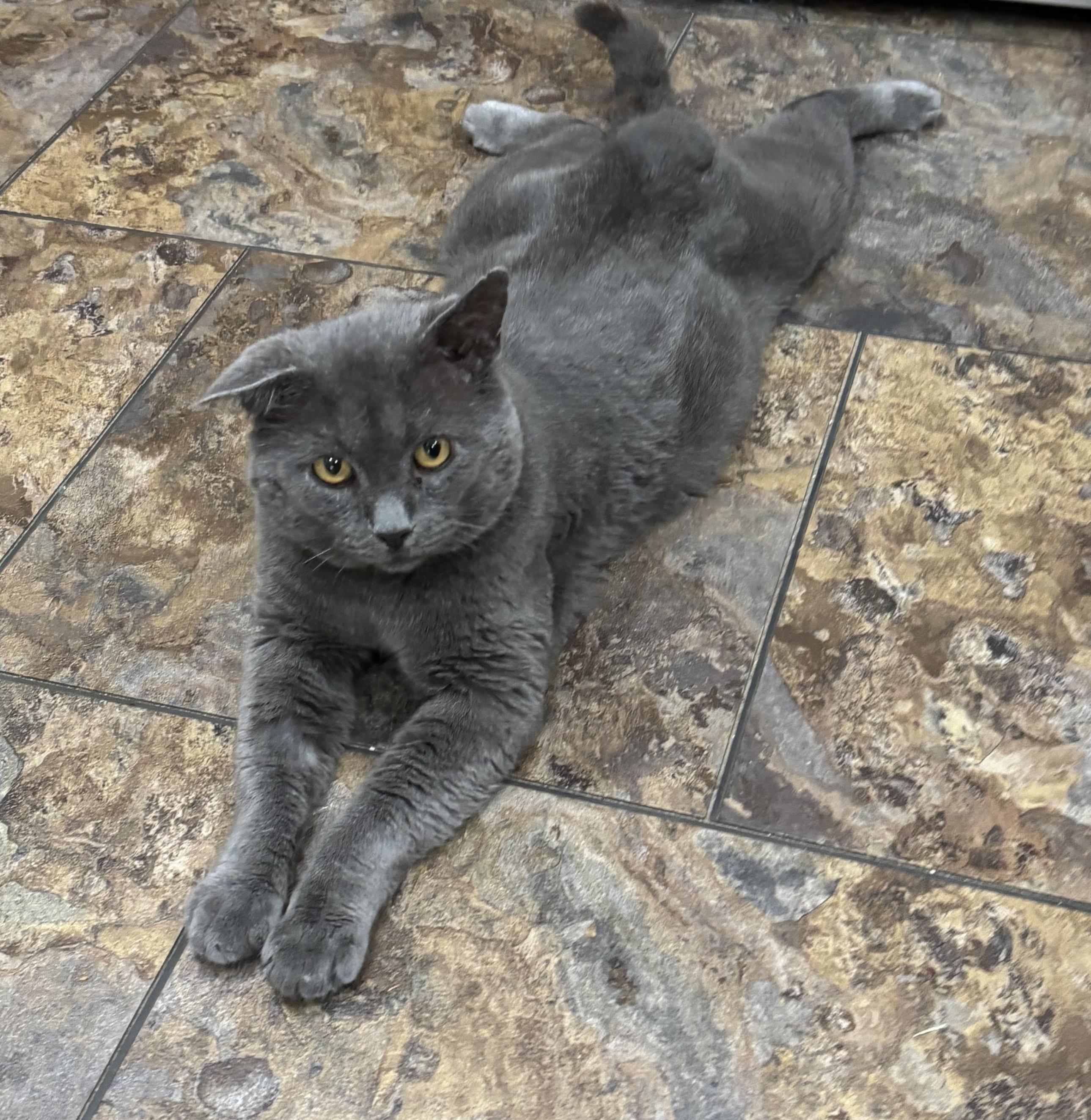 Wally would like a home... and a lap to call "his" for christmas!, a Adoptable Domestic Short Hair in Palm Coast, FL image 3/6