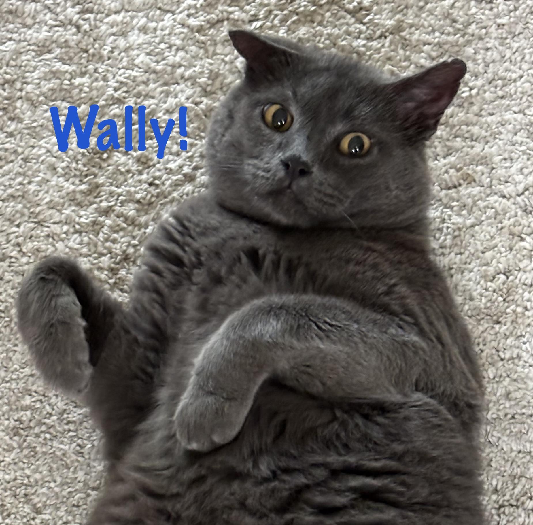 Wally... is sure his forever home will find him in 2026!!!, Adoptable, Adult Male Domestic Short Hair.