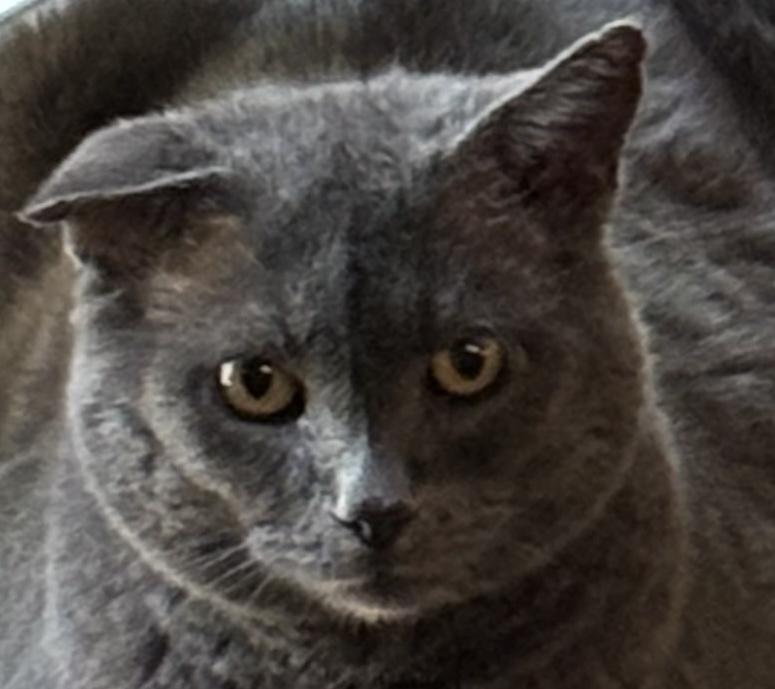 Wally would like a home... and a lap to call "his" for christmas!, a Adoptable Domestic Short Hair in Palm Coast, FL image 2/6