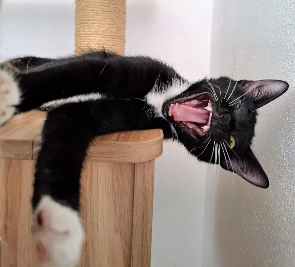 Jasper, Adopted, Young Female Domestic Short Hair.