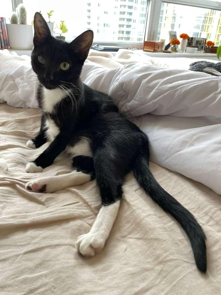 Enlarge Jasper, a Adopted mixed breed in Corral del Risco, NAY image 3/6