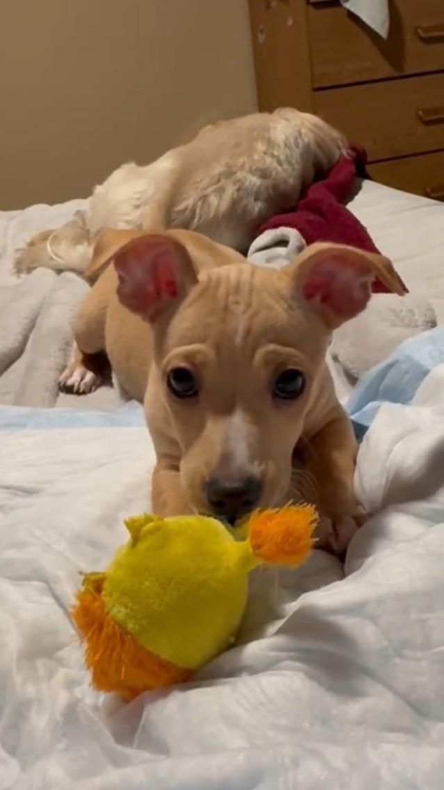 Enlarge Murphy, a Adoptable mixed breed in Oakdale, CA image 1/3