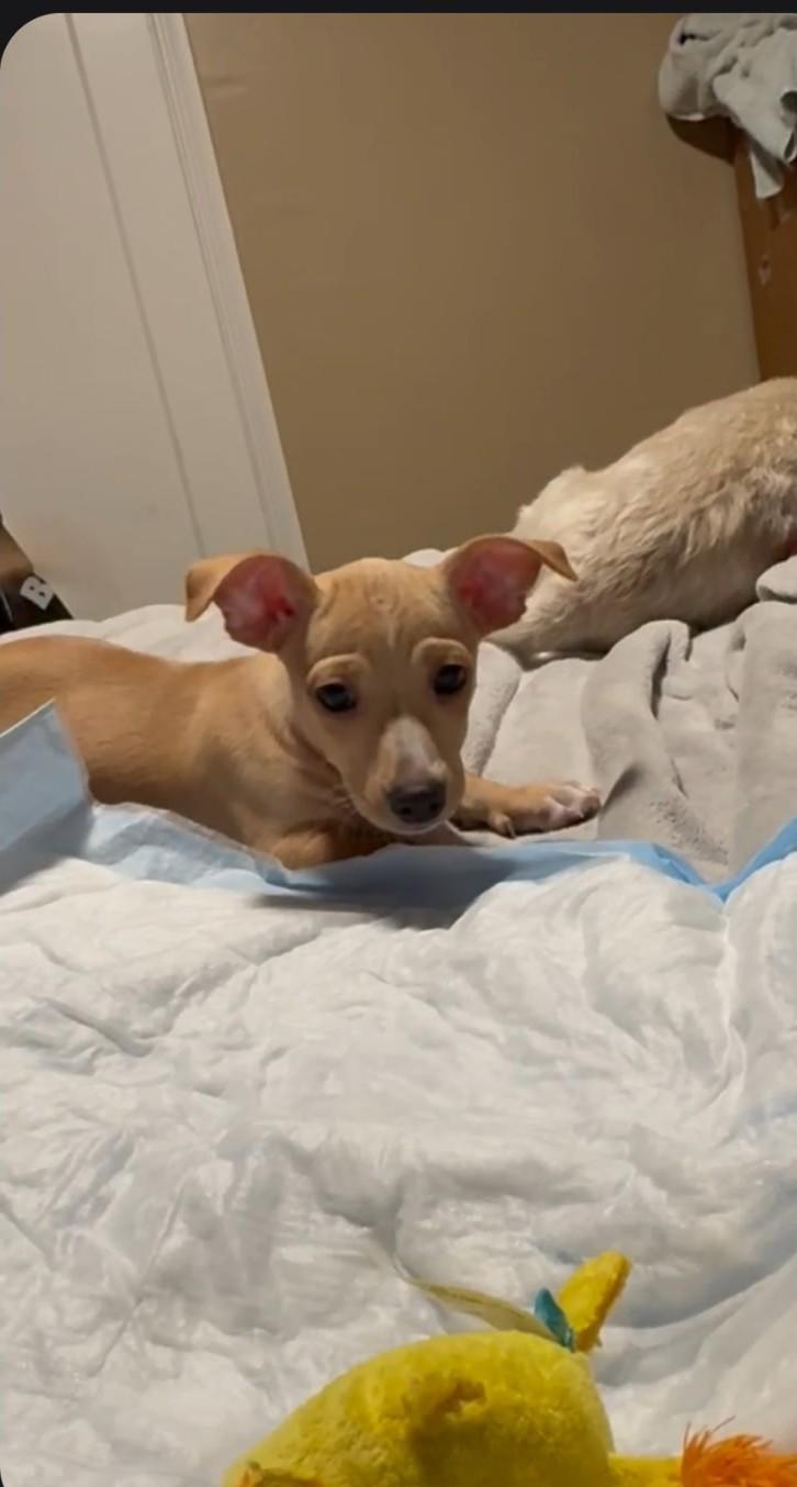 Enlarge Murphy, a Adoptable mixed breed in Oakdale, CA image 3/3